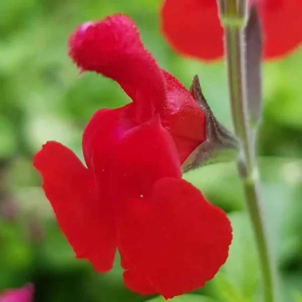 Salvia Radio Red 2