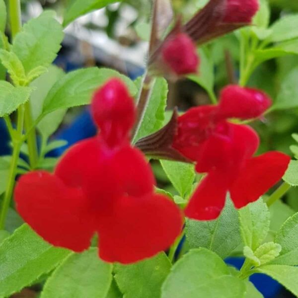 Salvia Radio Red 3