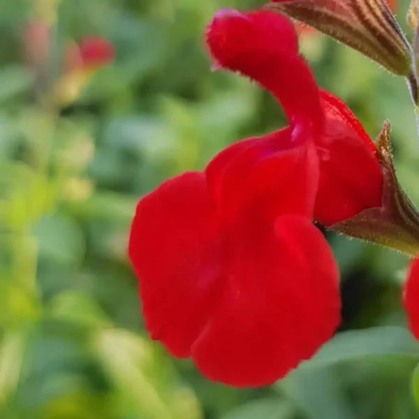 Salvia Radio Red 5