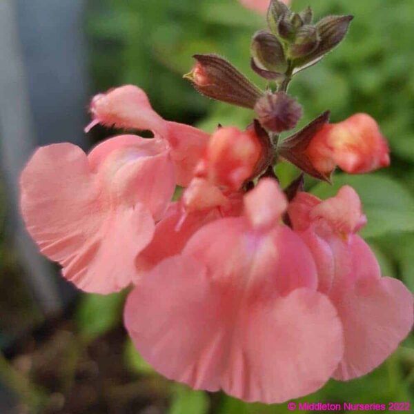 Salvia Salmon Dance 3 1 compress compress
