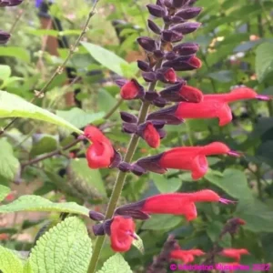 Salvia Sebastian 1 1 compress compress
