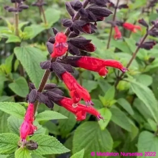 Salvia Sebastian 3 1 compress compress