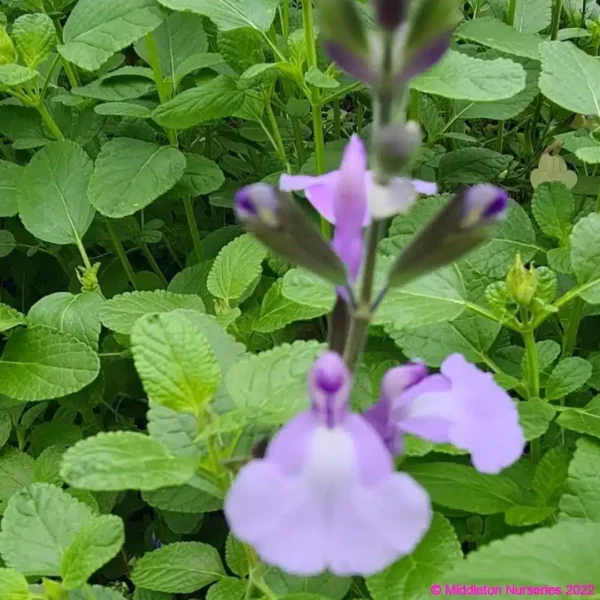 Salvia So Cool Pale Blue2 compress