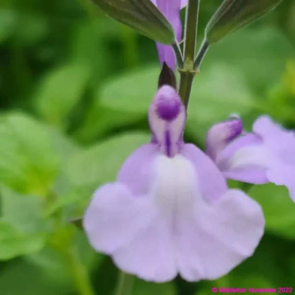 Salvia So Cool Pale Blue3 compress