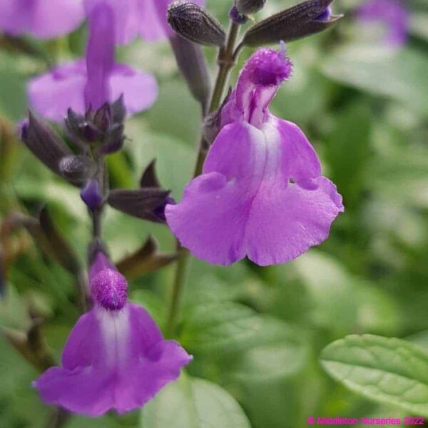 Salvia So Cool Purple 2 compress