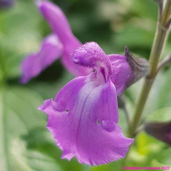 Salvia So Cool Purple 3 1 compress