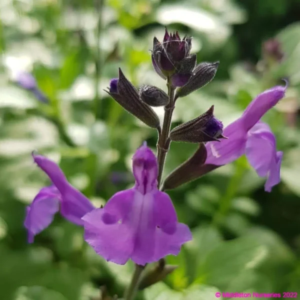 Salvia So Cool Purple 3 compress