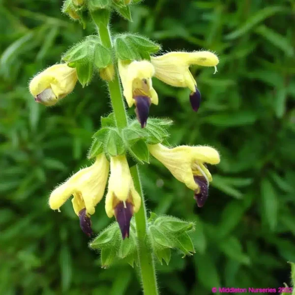 Salvia bulleyana 1 1 compress compress