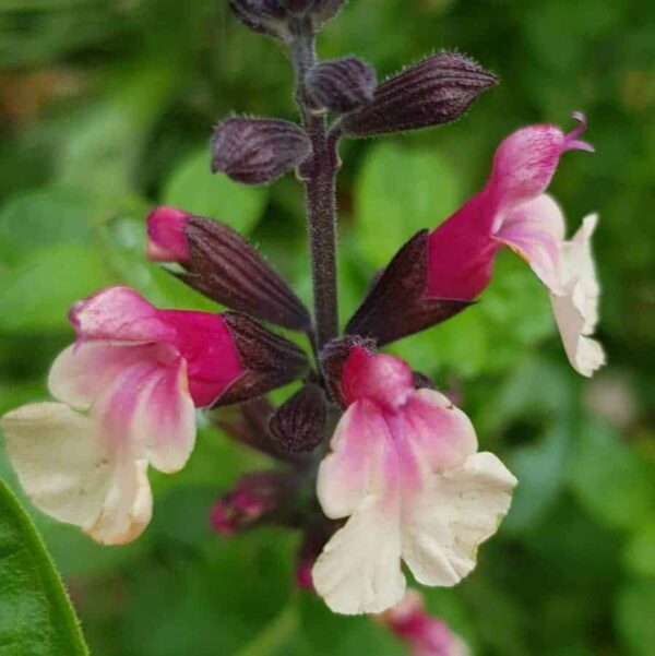 Salvia cuello Cream 1 1 compress