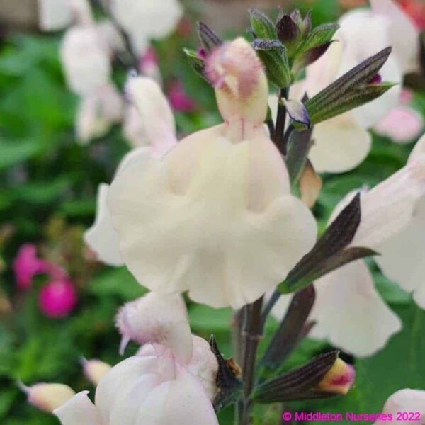 Salvia greggii Cool Cream 2 compress