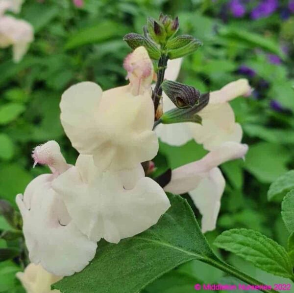 Salvia greggii Cool Cream 5 compress