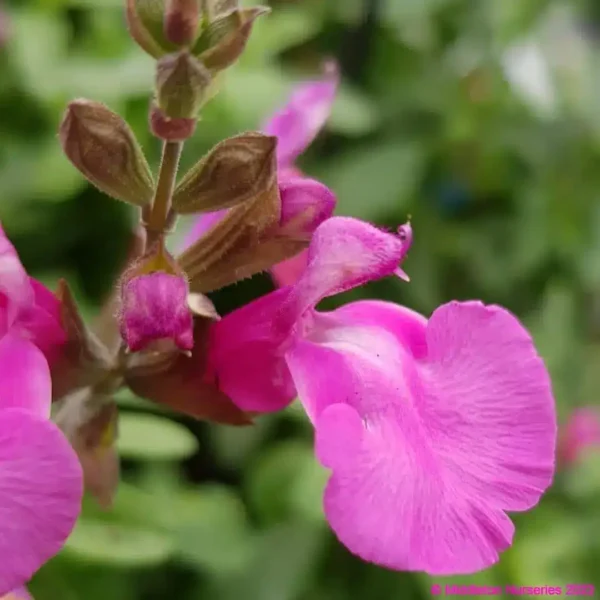 Salvia greggii Cool Pink 1 compress