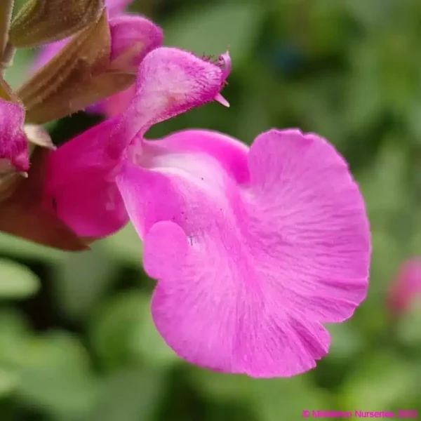 Salvia greggii Cool Pink 2 compress