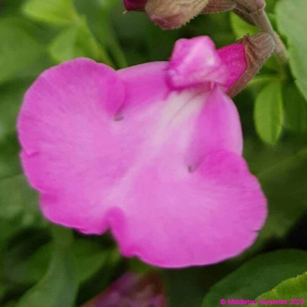 Salvia greggii Cool Pink 4 compress