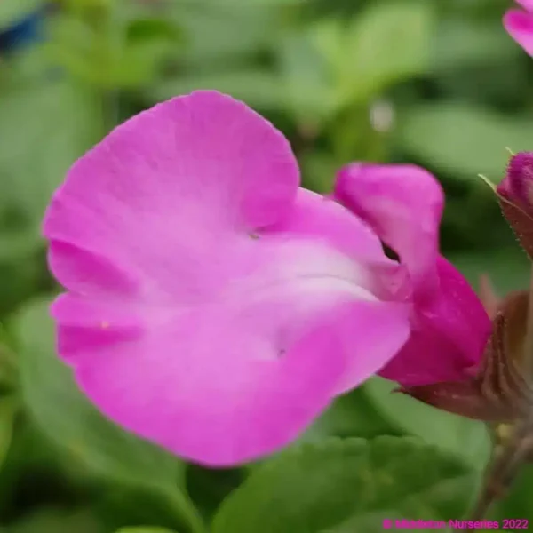 Salvia greggii Cool Pink 6 compress