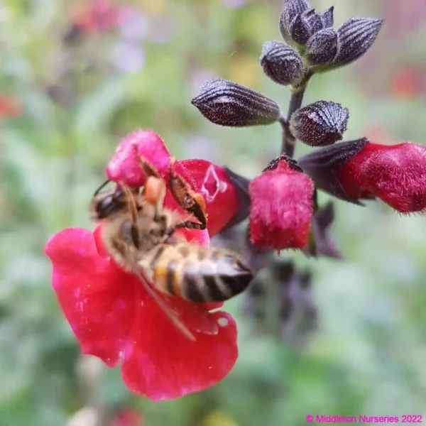 Salvia greggii Desert Blaze2 compress