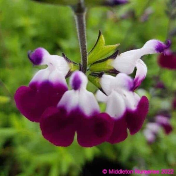Salvia greggii ‘Amethyst Lips 1 compress