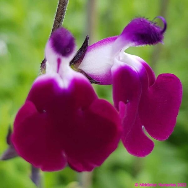Salvia greggii ‘Amethyst Lips 2 compress