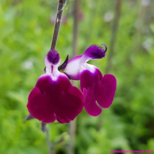 Salvia greggii ‘Amethyst Lips 3 compress