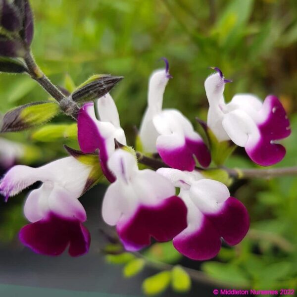 Salvia greggii ‘Amethyst Lips 4 compress