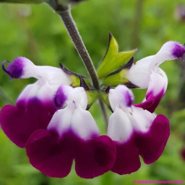 Salvia greggii ‘Amethyst Lips 5 compress