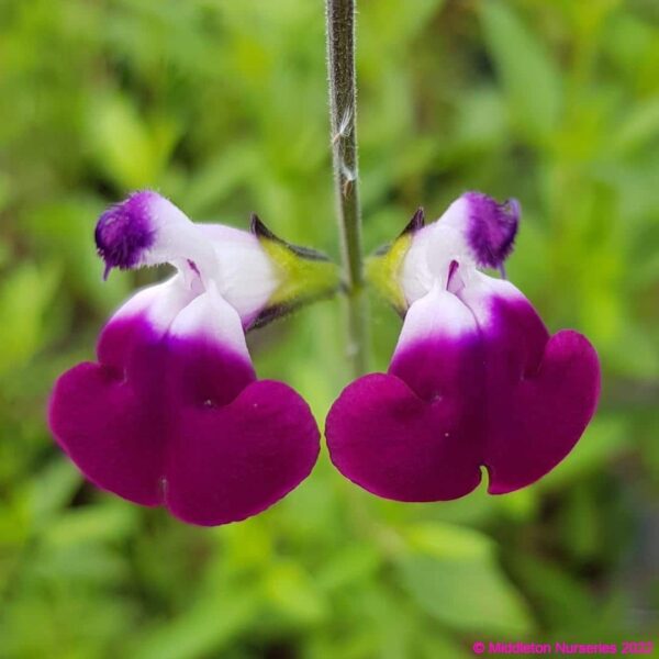 Salvia greggii ‘Amethyst Lips 7 compress