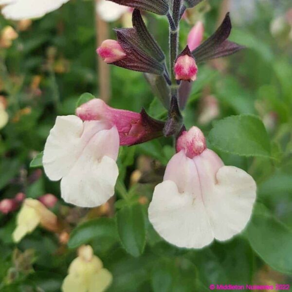 Salvia greggii ‘Autumn Moon 2 compress