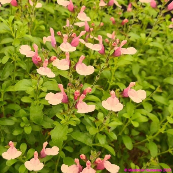 Salvia greggii ‘Autumn Moon 3 compress