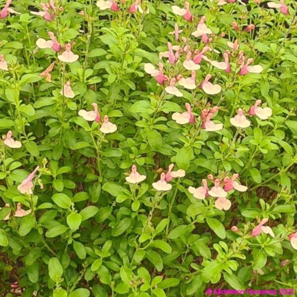 Salvia greggii ‘Autumn Moon 4 compress