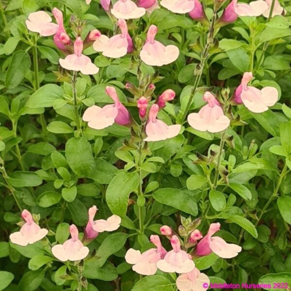 Salvia greggii ‘Autumn Moon 5 compress