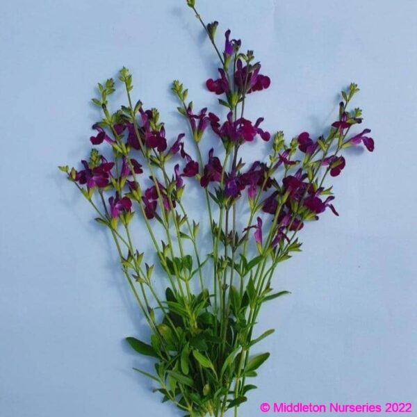 Salvia greggii ‘Emperor 2 compress