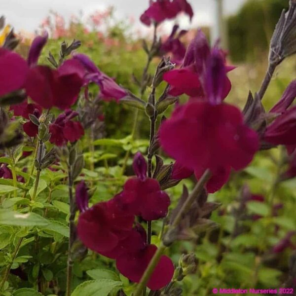 Salvia greggii ‘Emperor 4 compress