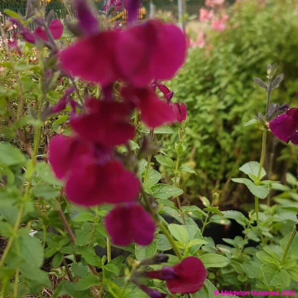 Salvia greggii ‘Emperor 5 compress