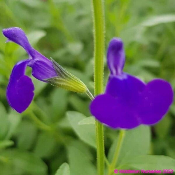 Salvia greggii ‘Purple Queen 1 compress