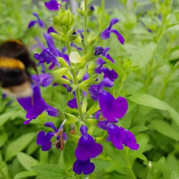 Salvia greggii ‘Purple Queen 2 scaled