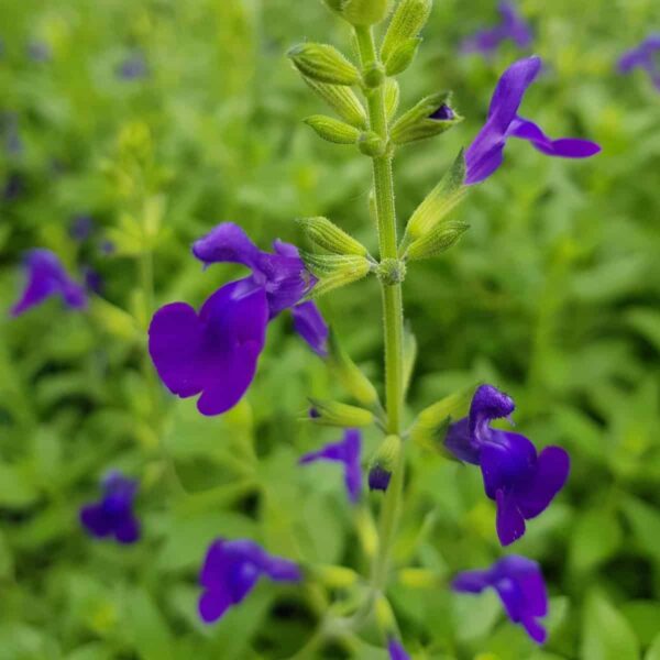 Salvia greggii ‘Purple Queen 3 scaled