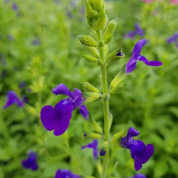 Salvia greggii ‘Purple Queen 5 scaled