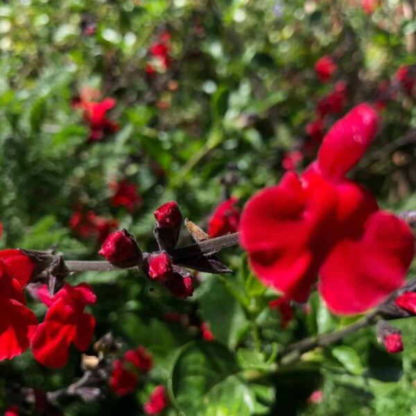 Salvia greggii ‘Red Swing 2.v2