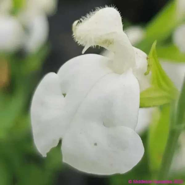 Salvia greggii alba 1 1 compress.v2 compress