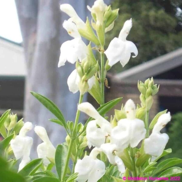 Salvia greggii alba 4 1 compress compress