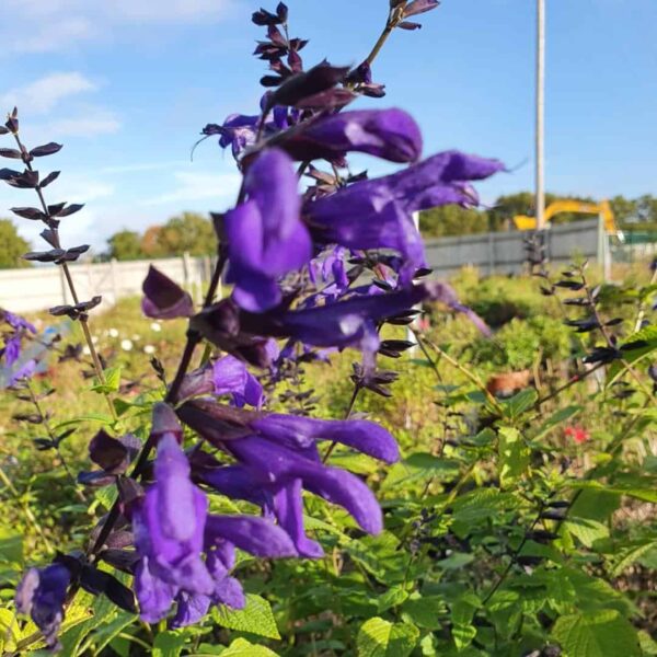 Salvia guaranitica Amino 2 1