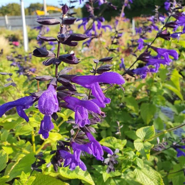 Salvia guaranitica Amino 3 1