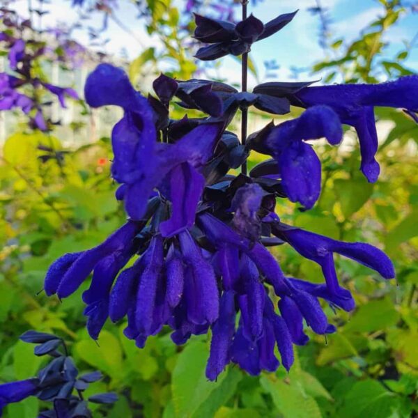 Salvia guaranitica Amino 5