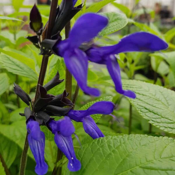Salvia guaranitica Amino 6 scaled