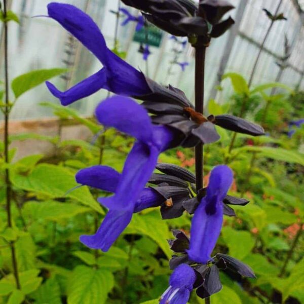 Salvia guaranitica Carines Amazing Blue 2 1 compress