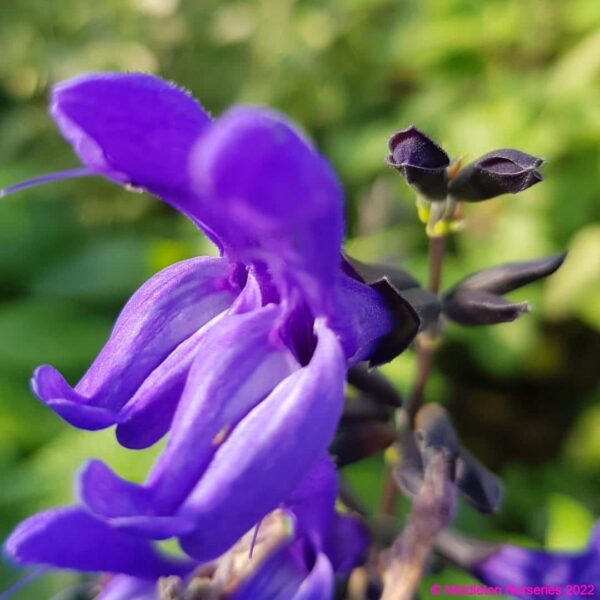 Salvia guaranitica ‘Black and Blue 2 compress