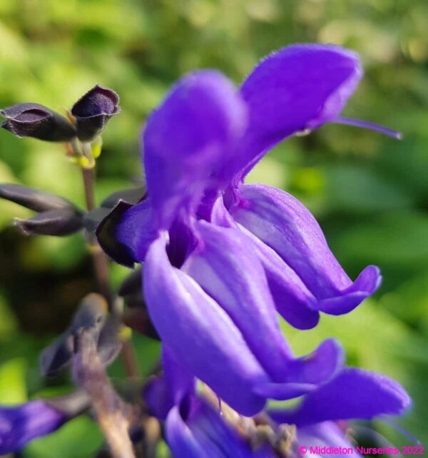 Salvia guaranitica ‘Black and Blue 4 compress