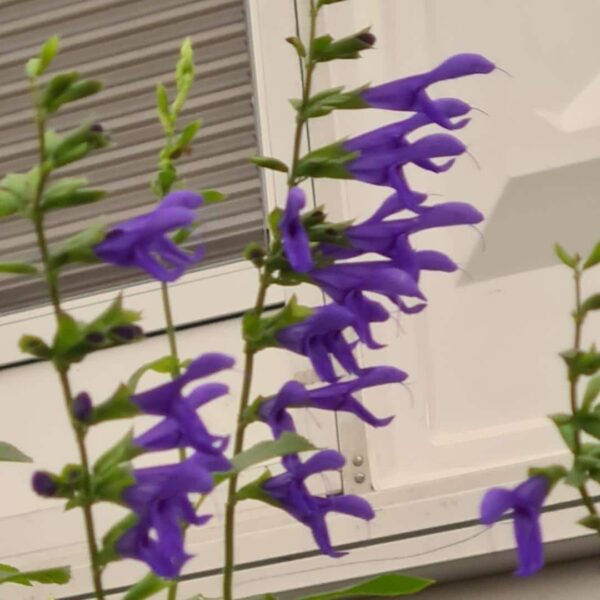 Salvia guaranitica ‘Blue Enigma 2
