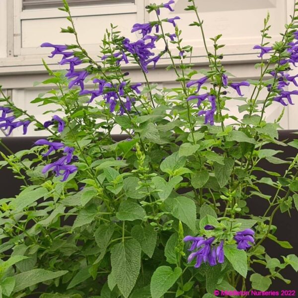 Salvia guaranitica ‘Blue Enigma 3 compress