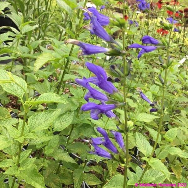 Salvia guaranitica ‘Blue Enigma 4 compress